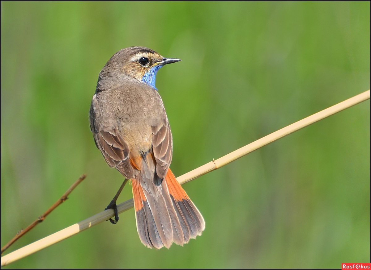 Горихвостка лысушка самка