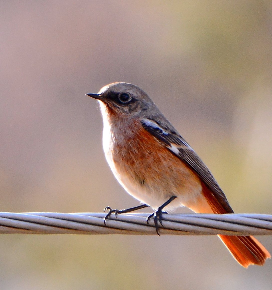 Зарянка Малиновка горихвостка