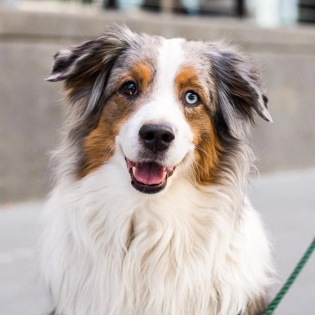 Герберт собака порода