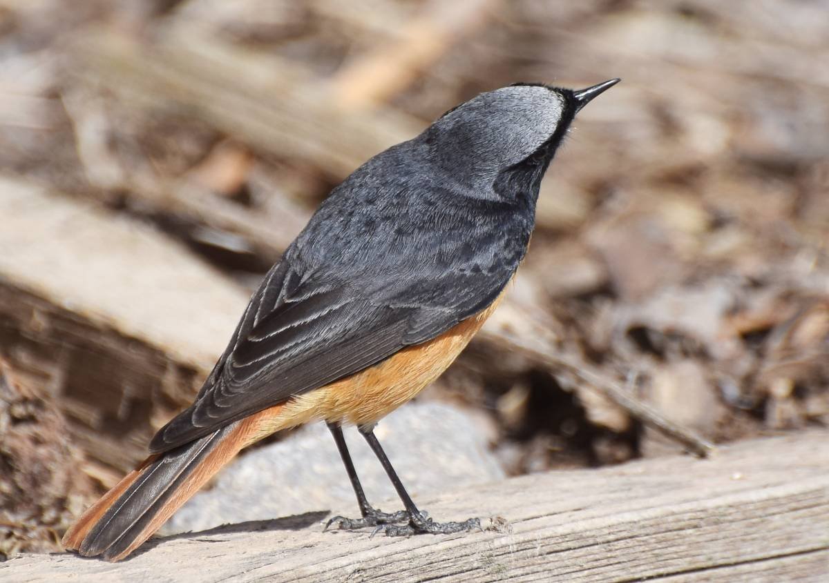 Горихвостка-Чернушка птица