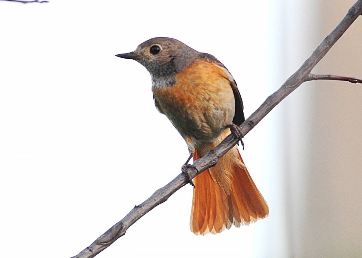 Горихвостка-Чернушка пение