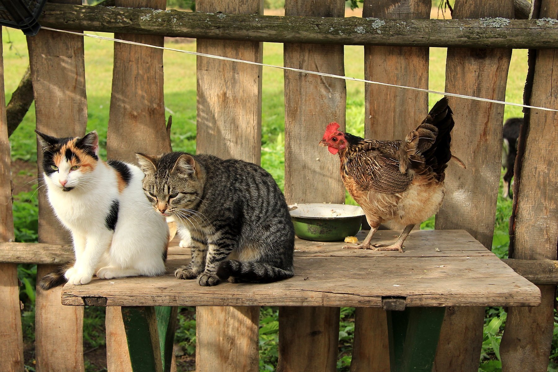 Кошкам про птичек. Животные в деревне. Деревенские животные. Кошка в деревне. Домашние животные в деревне.