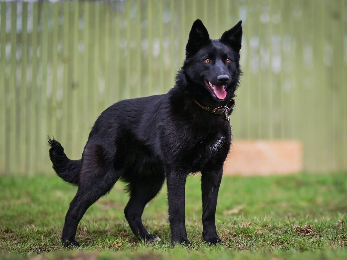 Терьер черный с белыми носочками