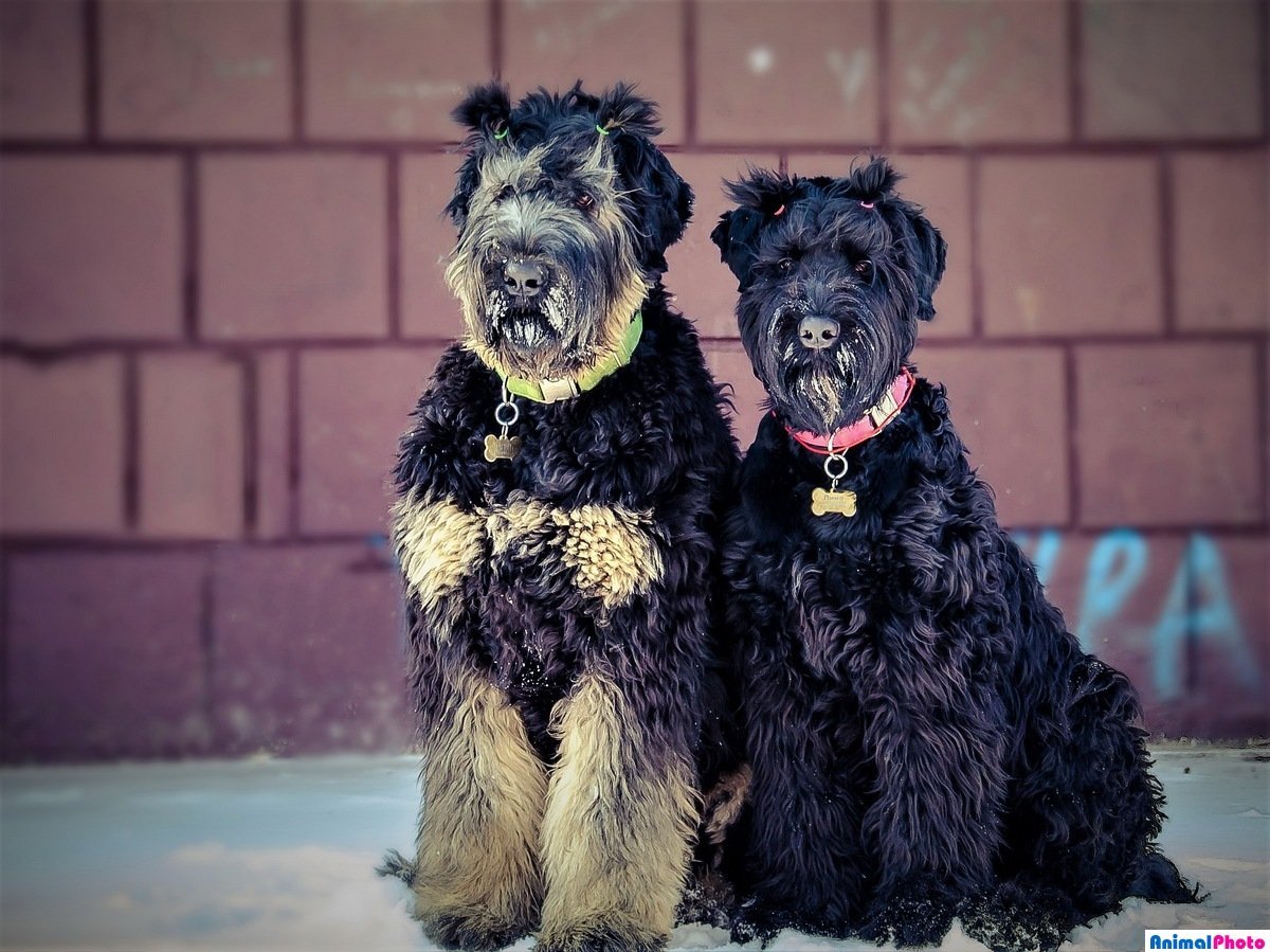 Черные собаки