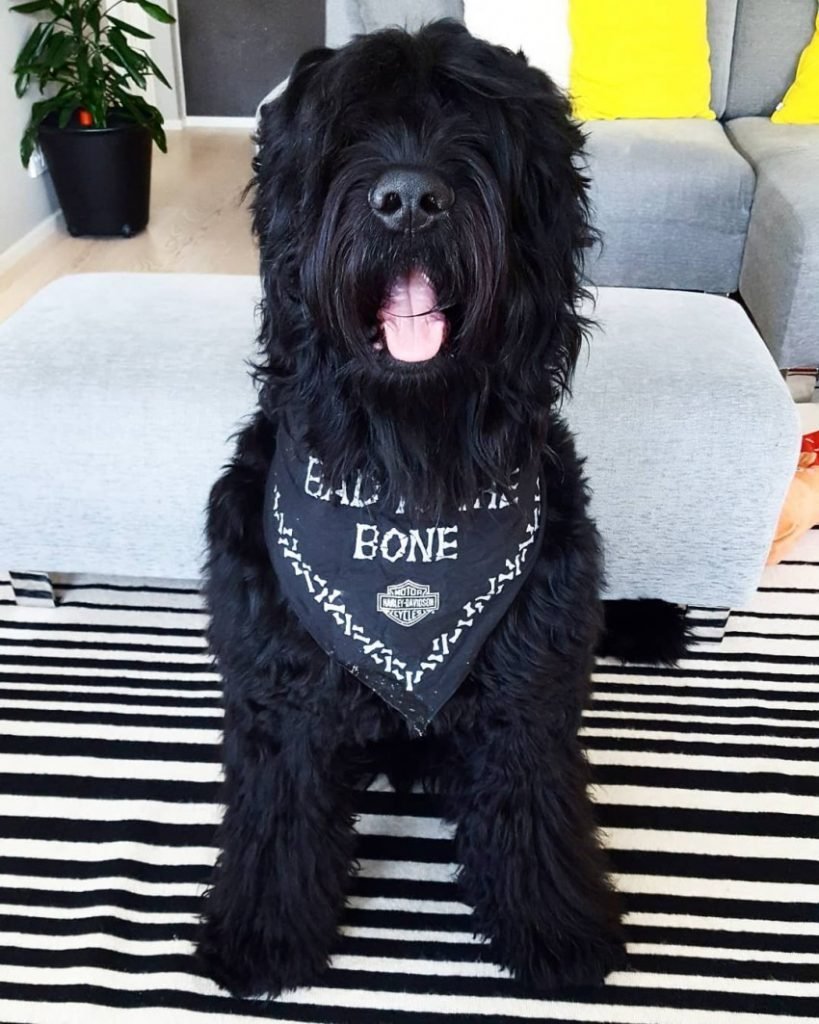 Лабрадор ретривер черный