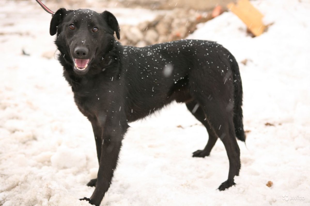 Щенки черной немецкой овчарки