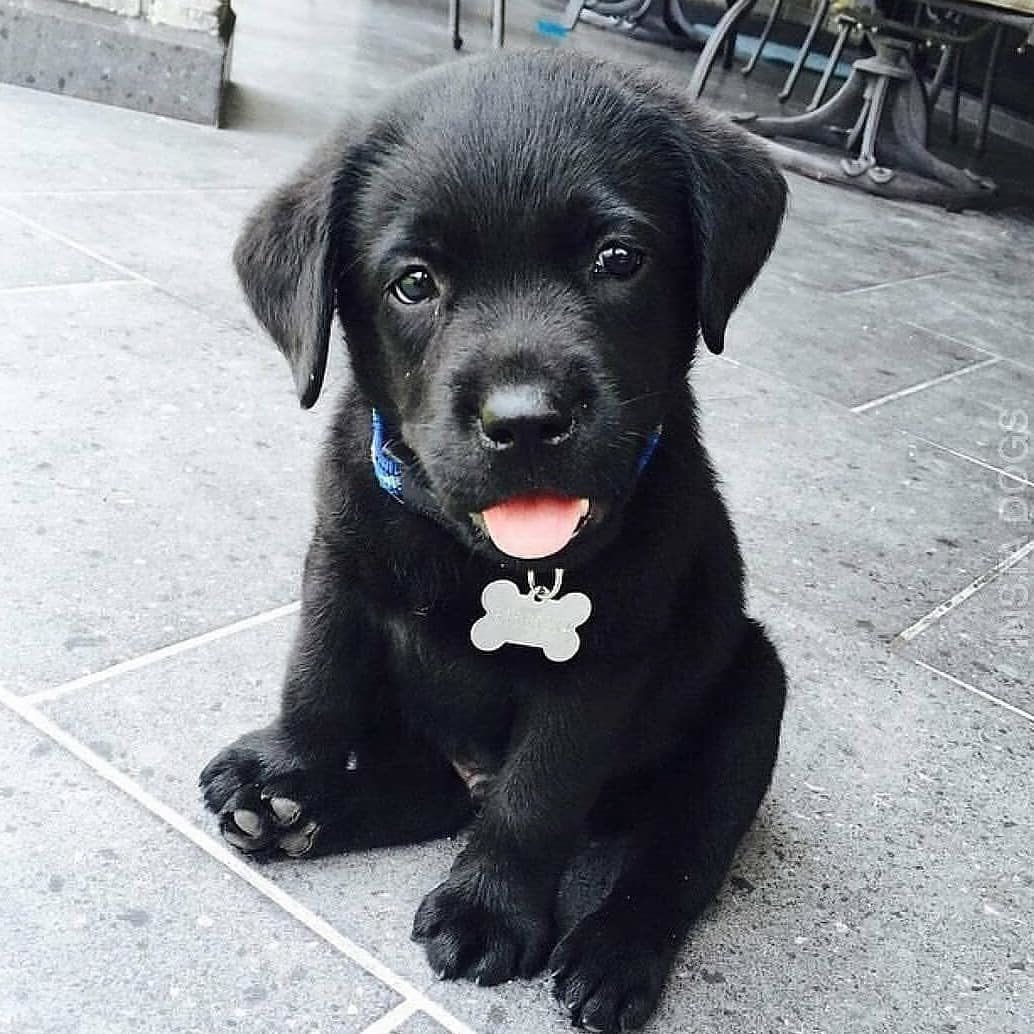 Лабрадор черный щенок