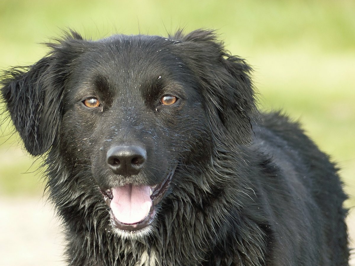 Красивые собаки