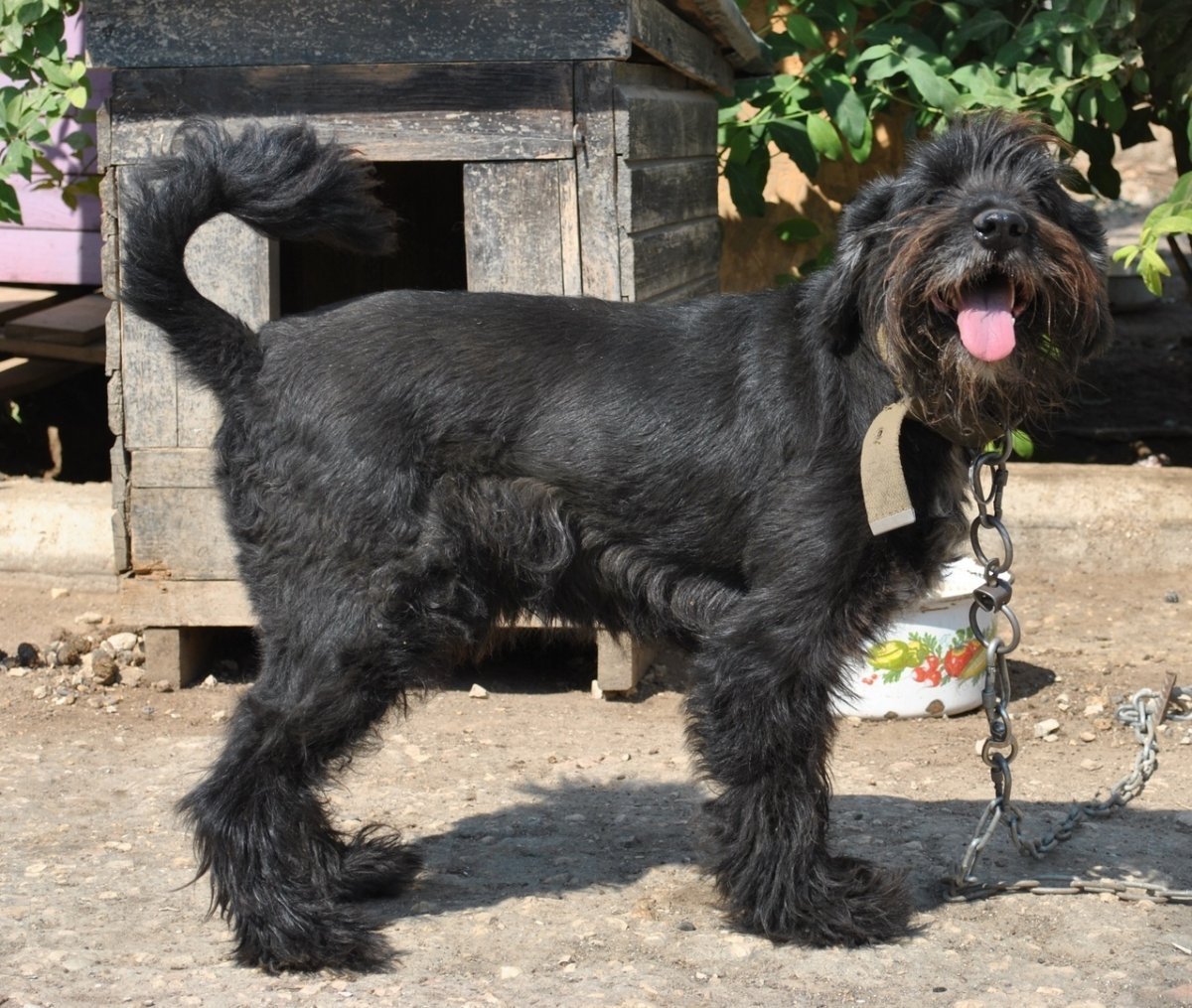 Черная румынская овчарка