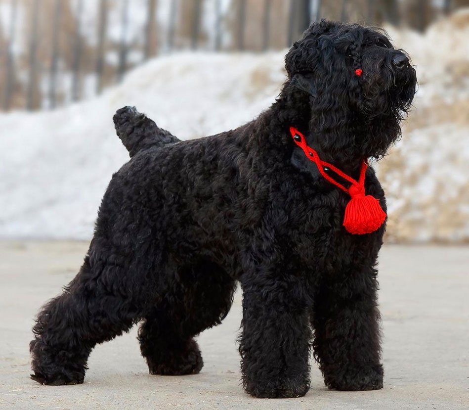 Чёрный терьер щенок