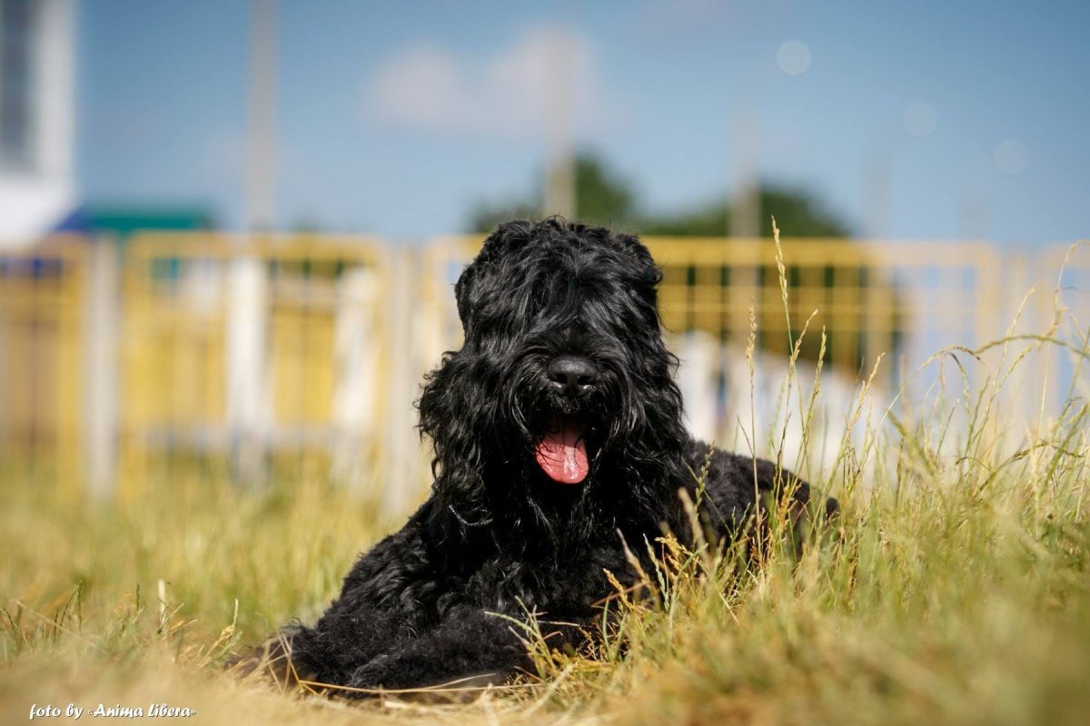 Терьер гладкошерстный черный