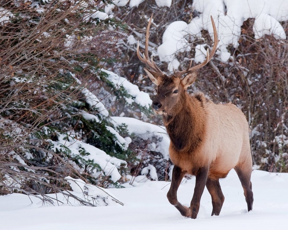 Изюбрь Сибирский
