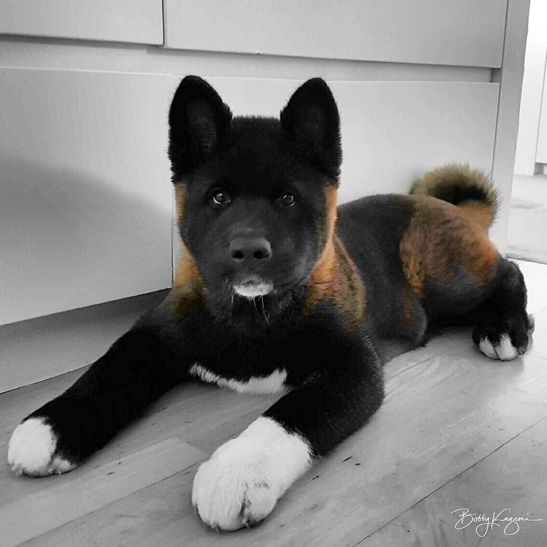 Аляскинский вольфхунд