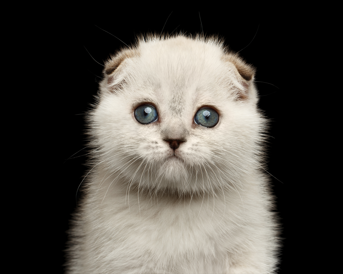 Шотландская вислоухая кошка крупный план