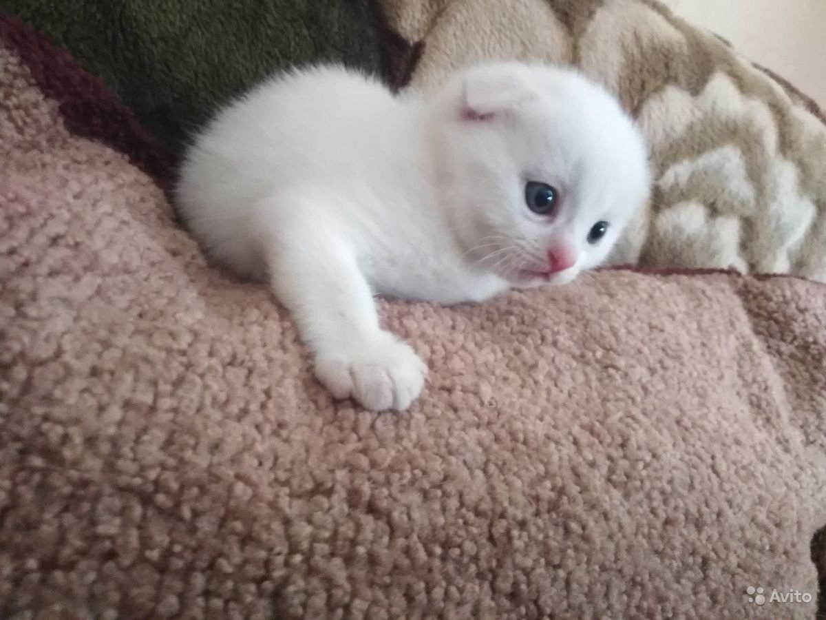 Манчкин котёнок вислоухий белый