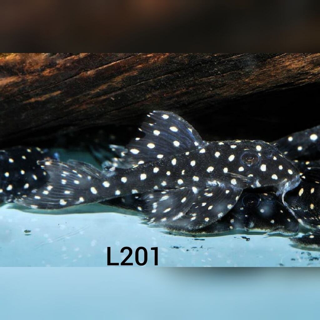 Синодонтис эуптерус