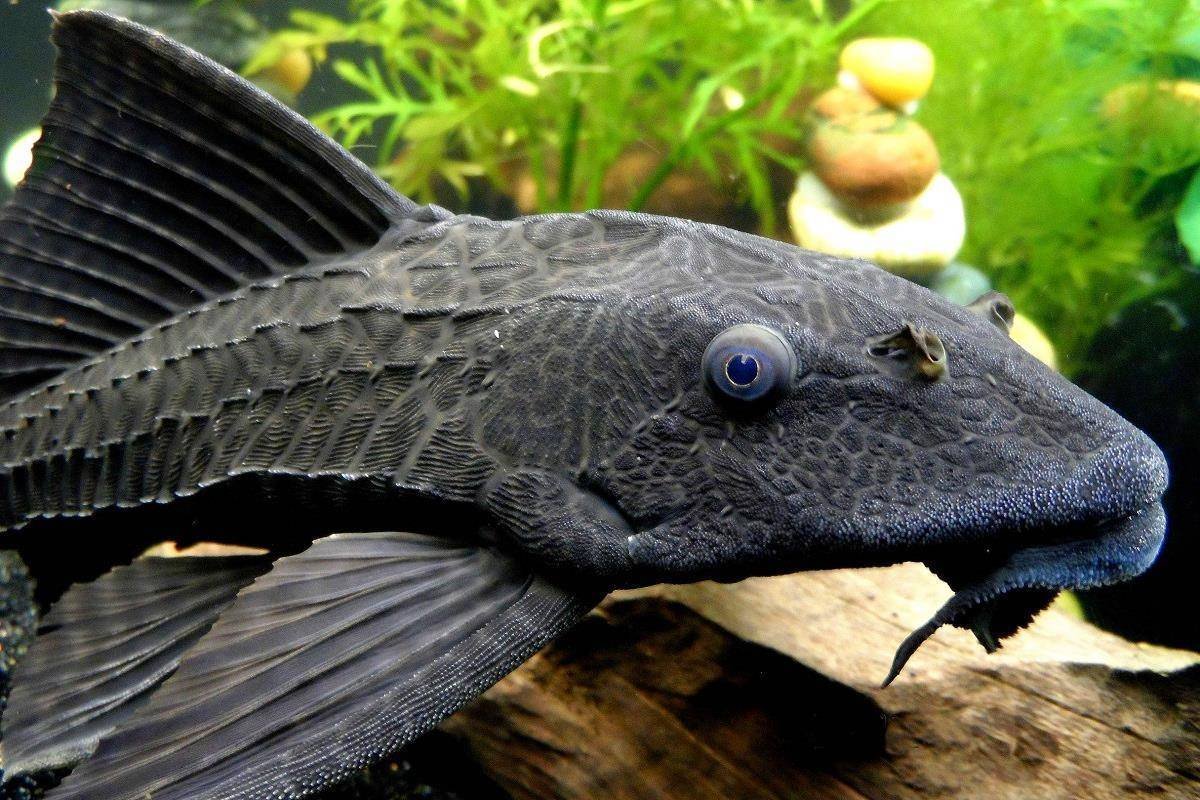 Сом платидорас полосатый