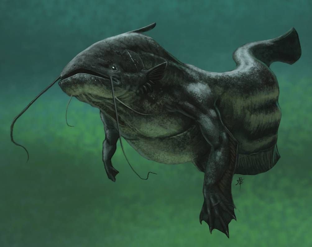 Ванделиевый сомик