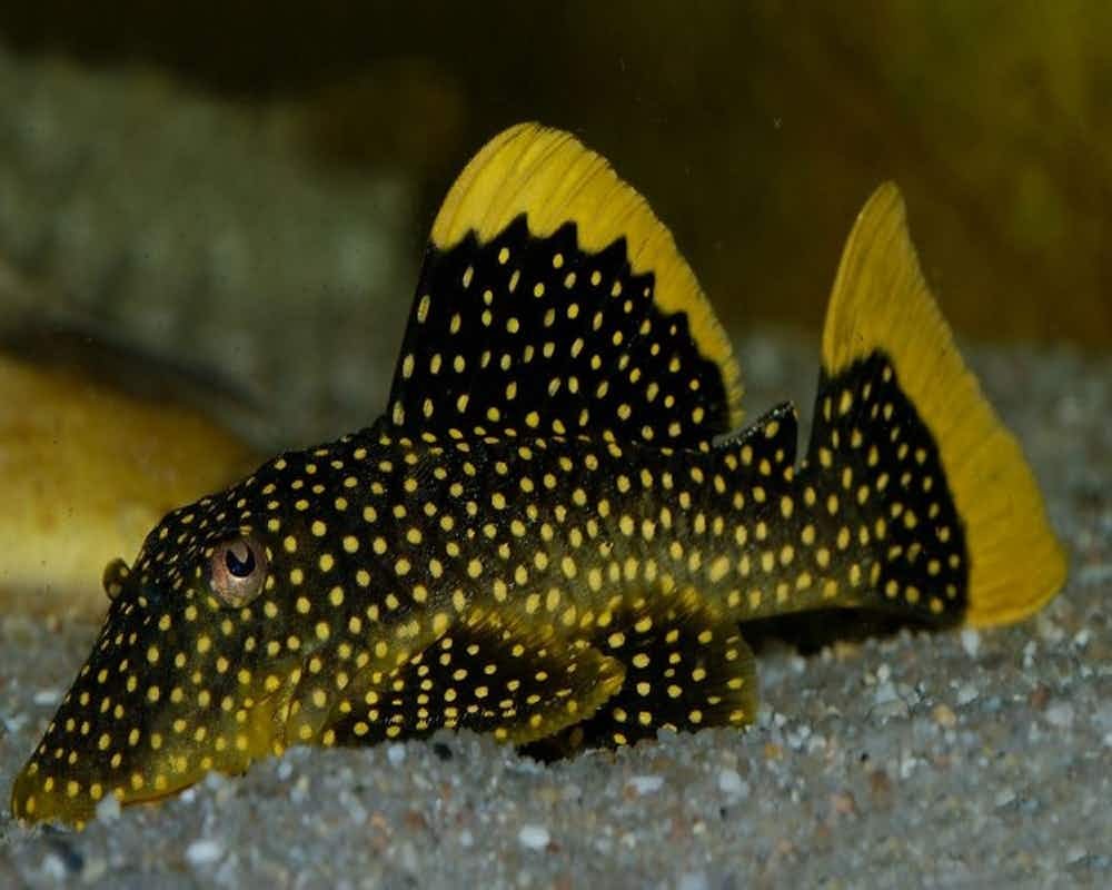 Барианциструс l81