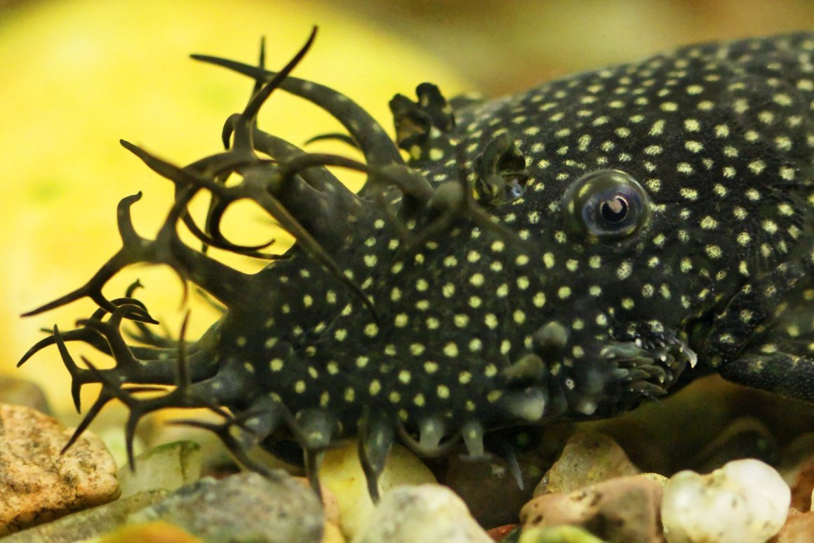 Морской сомик