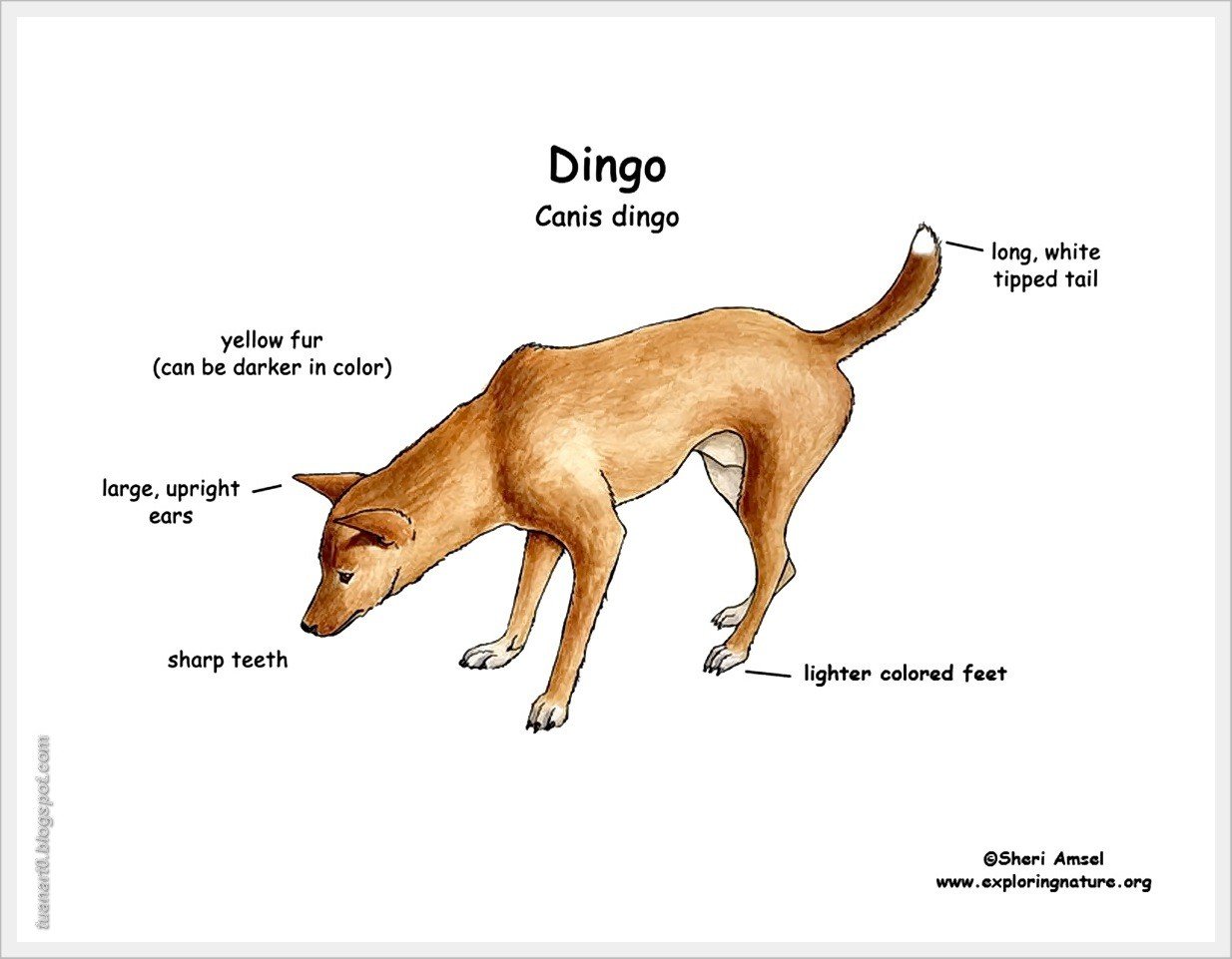 Шавка на английском. Динго (canis familiaris). Динго на английском. Динго внешний вид. Внешний вид собаки.