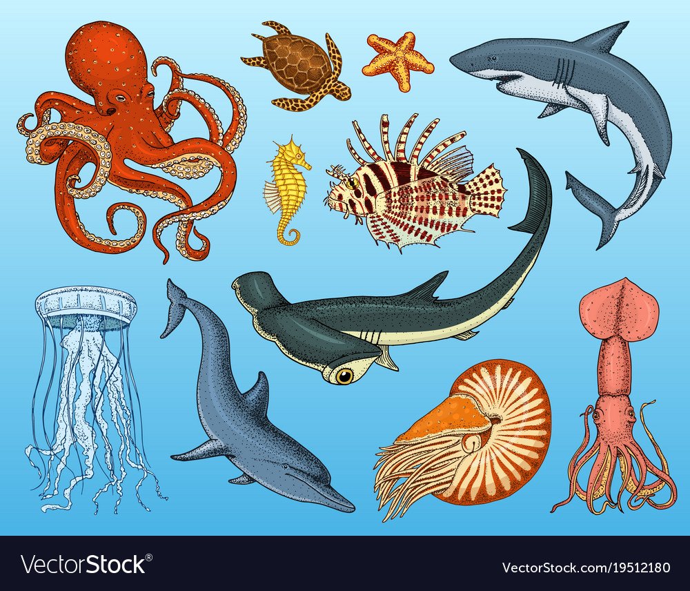 Сом анциструс самец