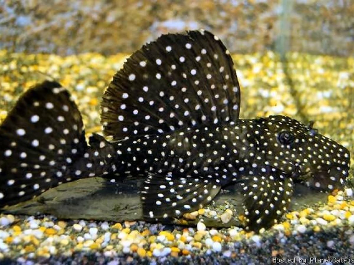 Силуэт сома