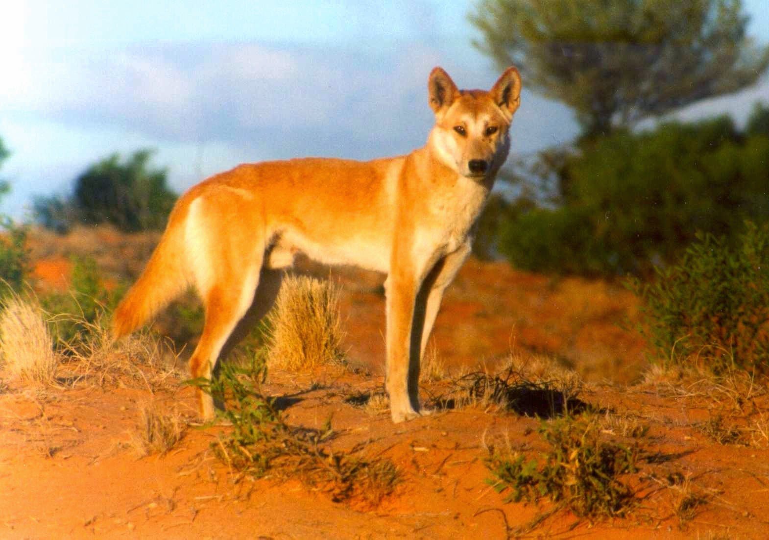 Дикая собака динка. Австралийская собака Динго. Животные Австралии Динго. Динго в Австралии. Динго чистокровный.