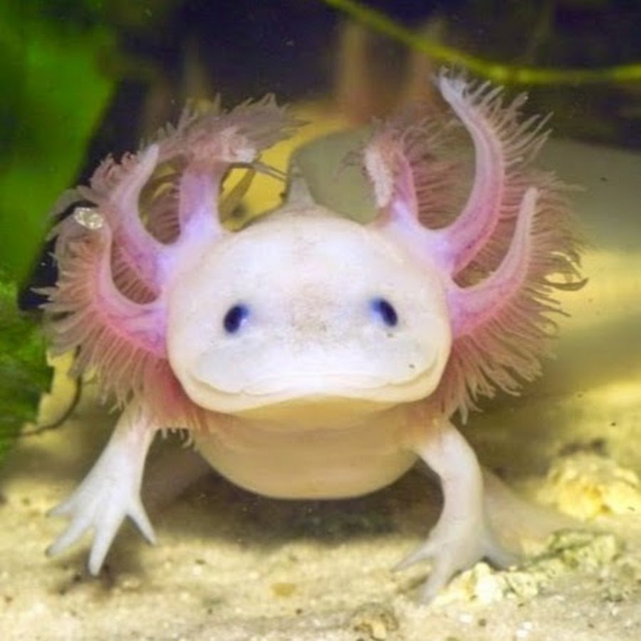 Аксолотль детёныш