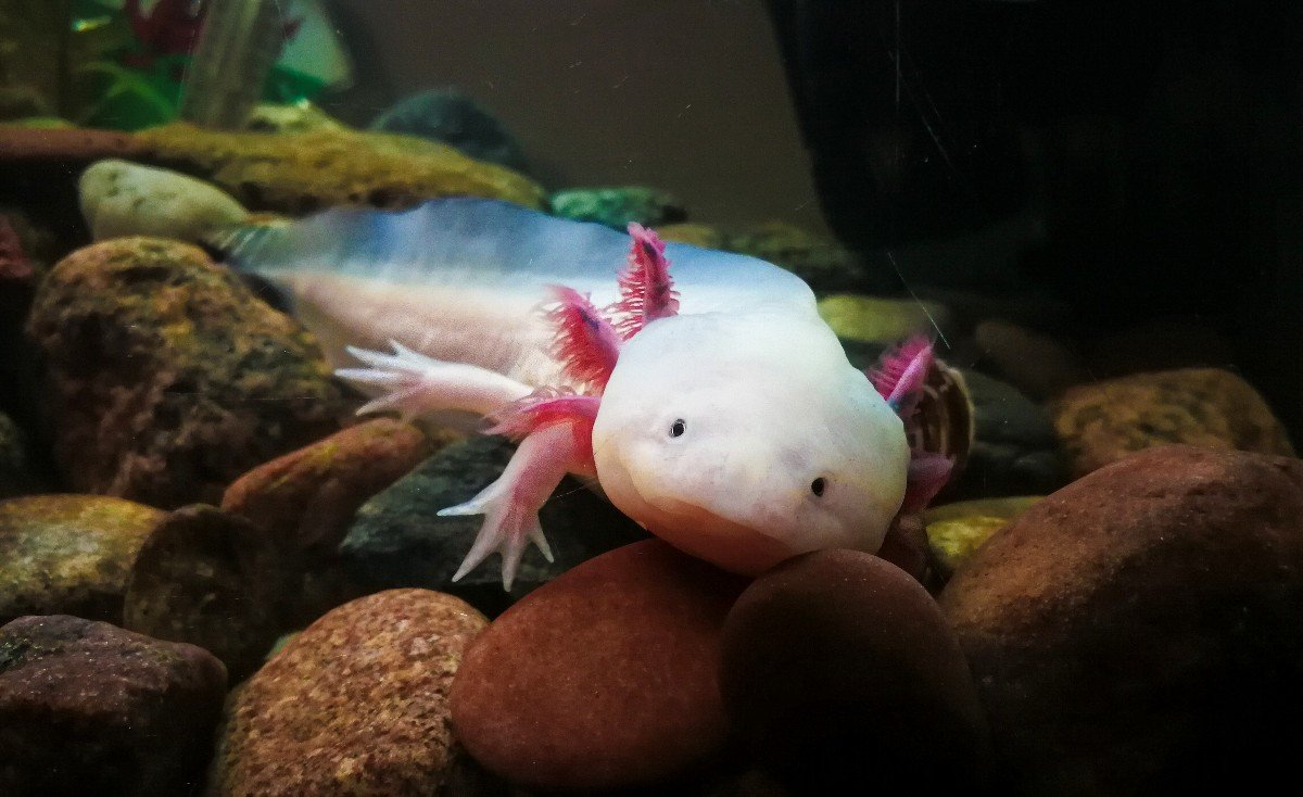 Неотения аксолотль амбистома