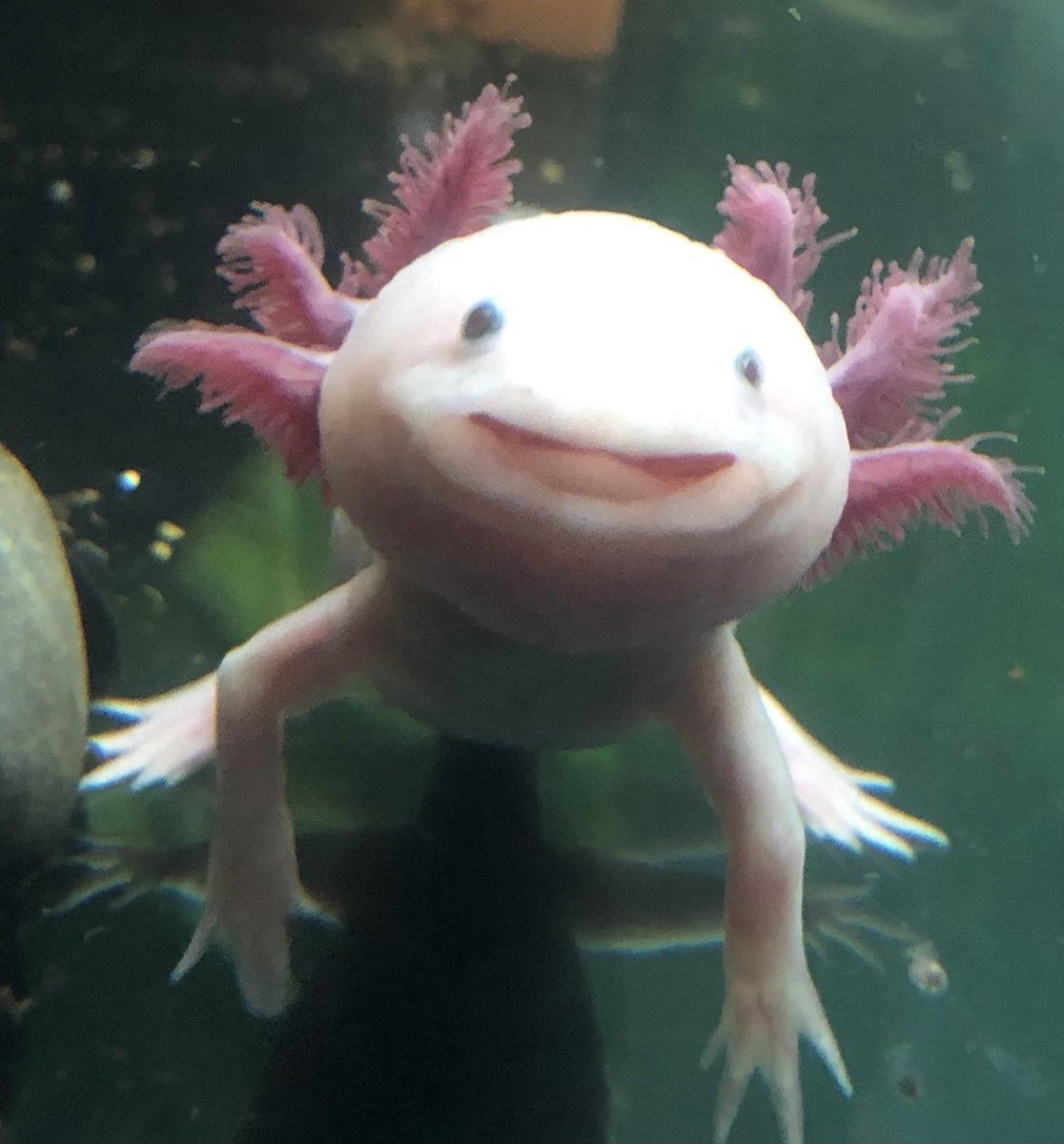 Мексиканская ходячая рыба аксолотль