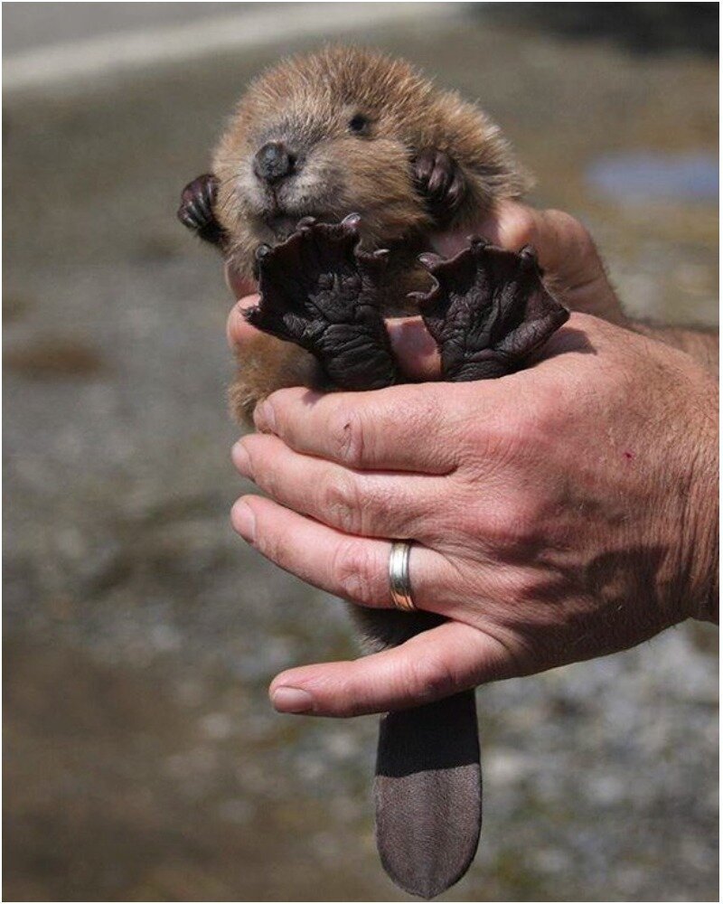 Маленькие бобрята