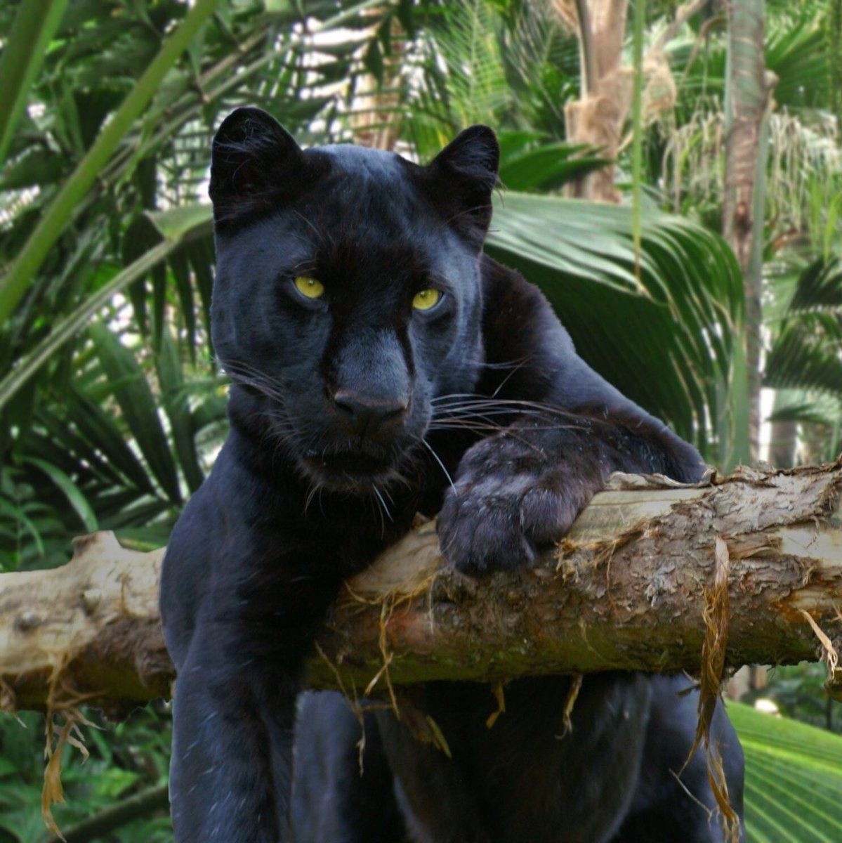 Пантера в Африке