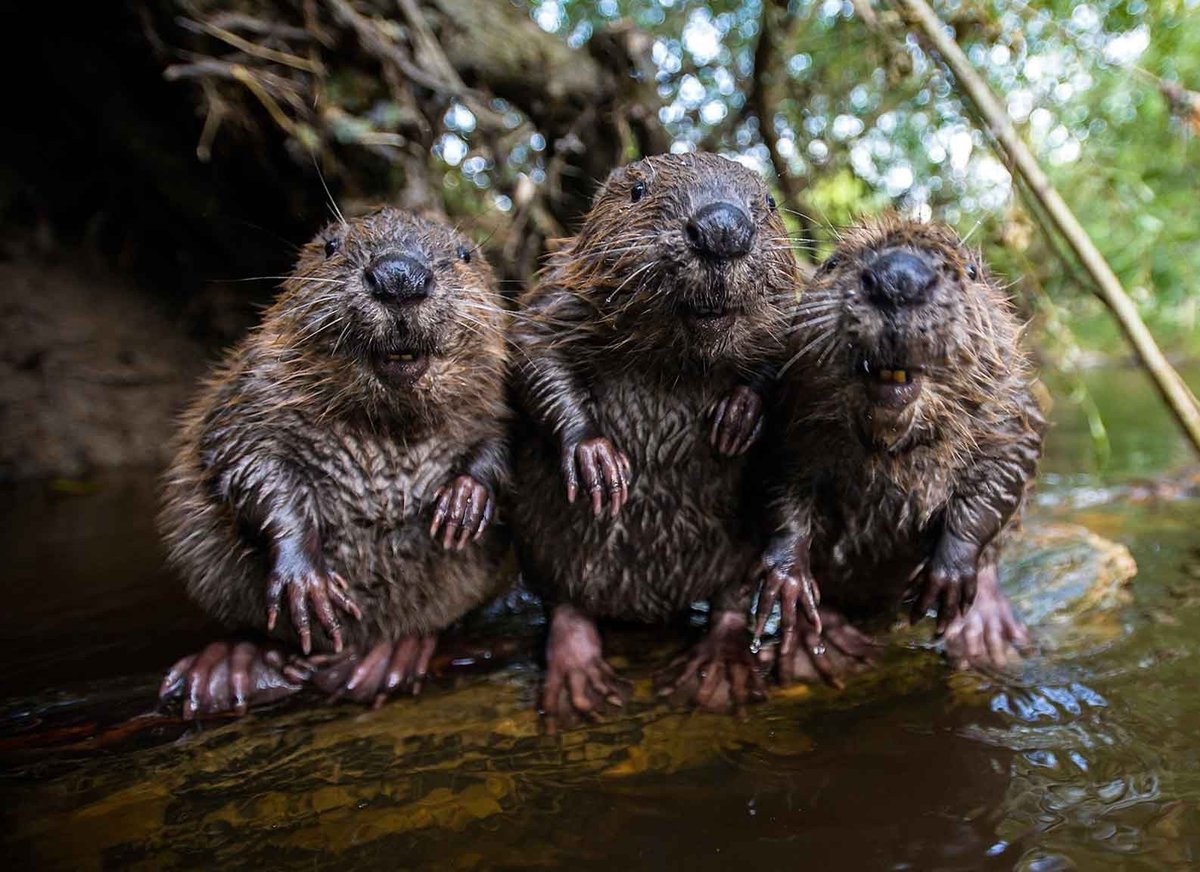Надпись всем бобра