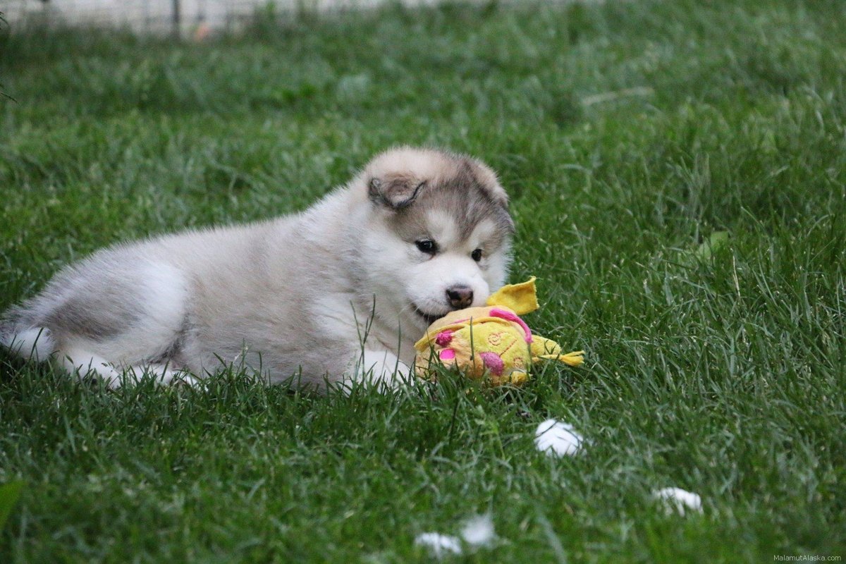 Маламут щенок флаффи