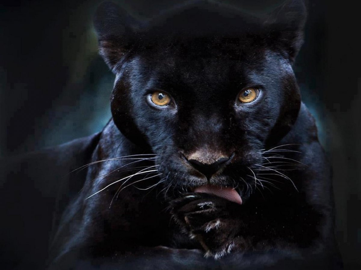 Черная пантера и тигр