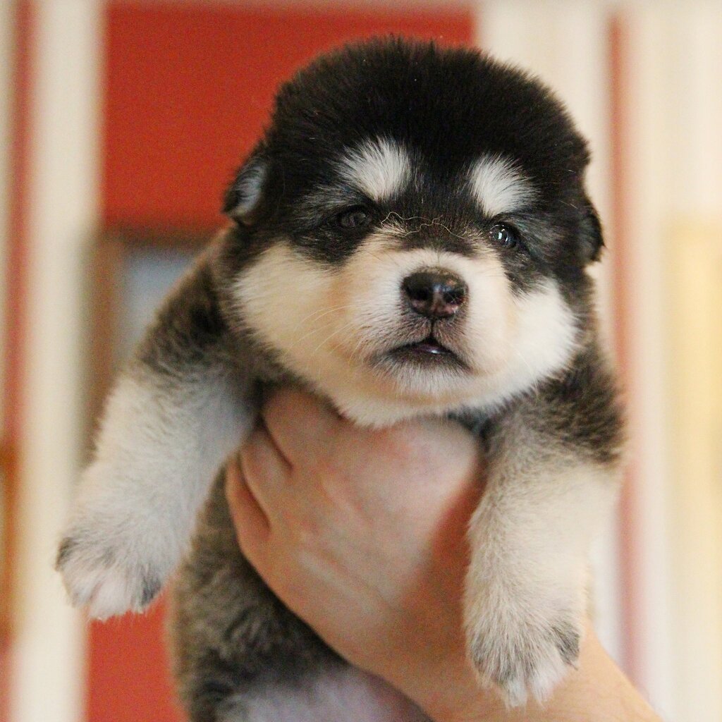 Аляскинский маламут щенок пушистый