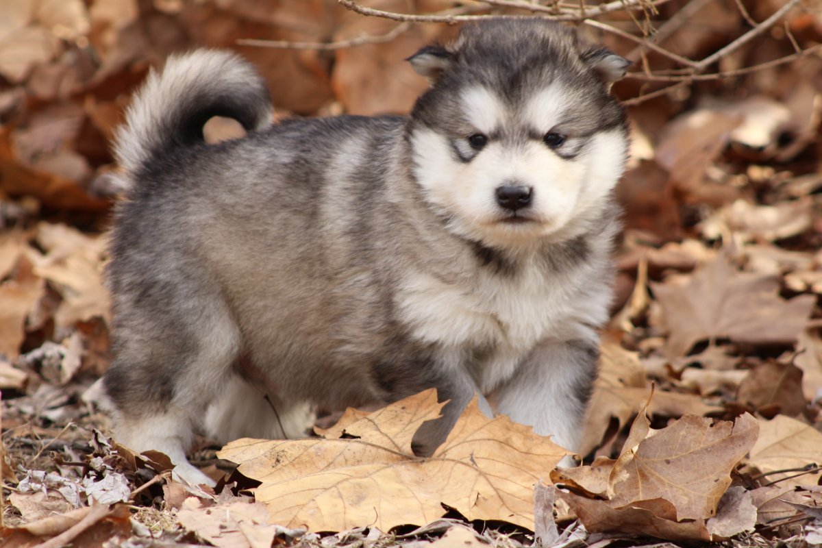 Аляскинский маламут детеныш