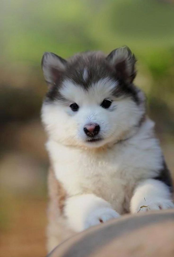 Щенки породы маламут