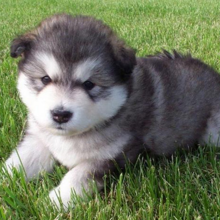 Savrano dei Nord питомник маламутов