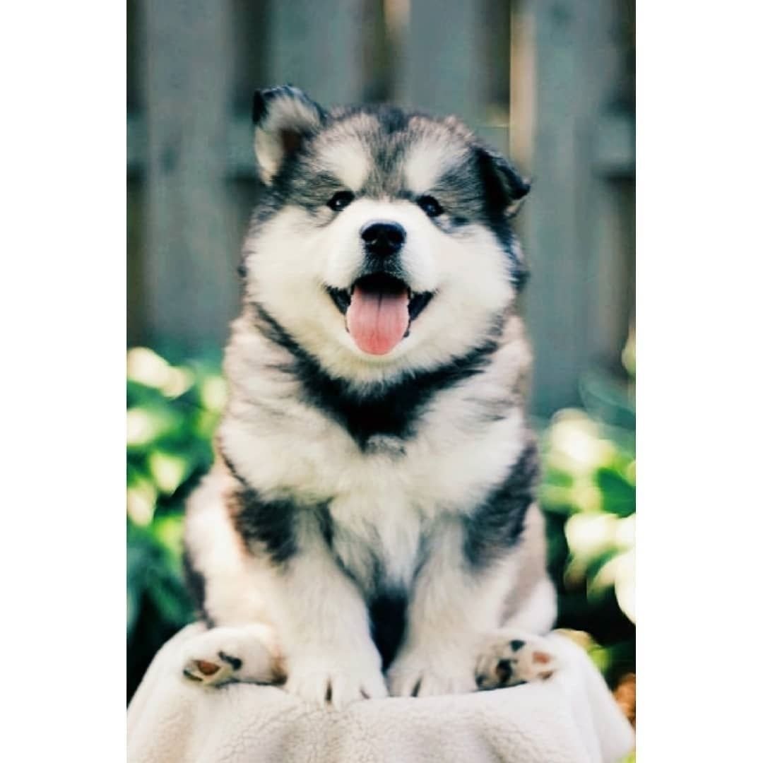 Карликовый маламут