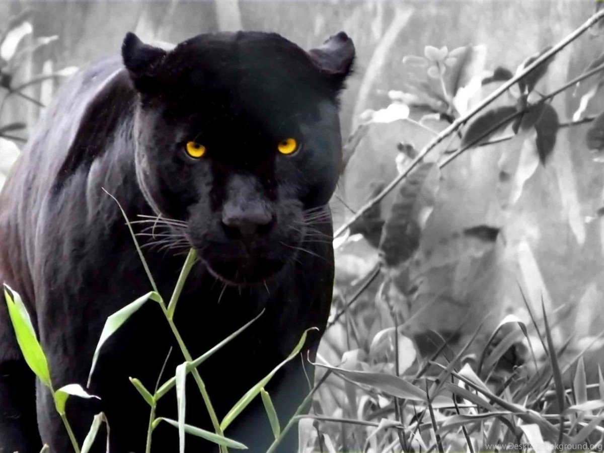 Пантера ивакта