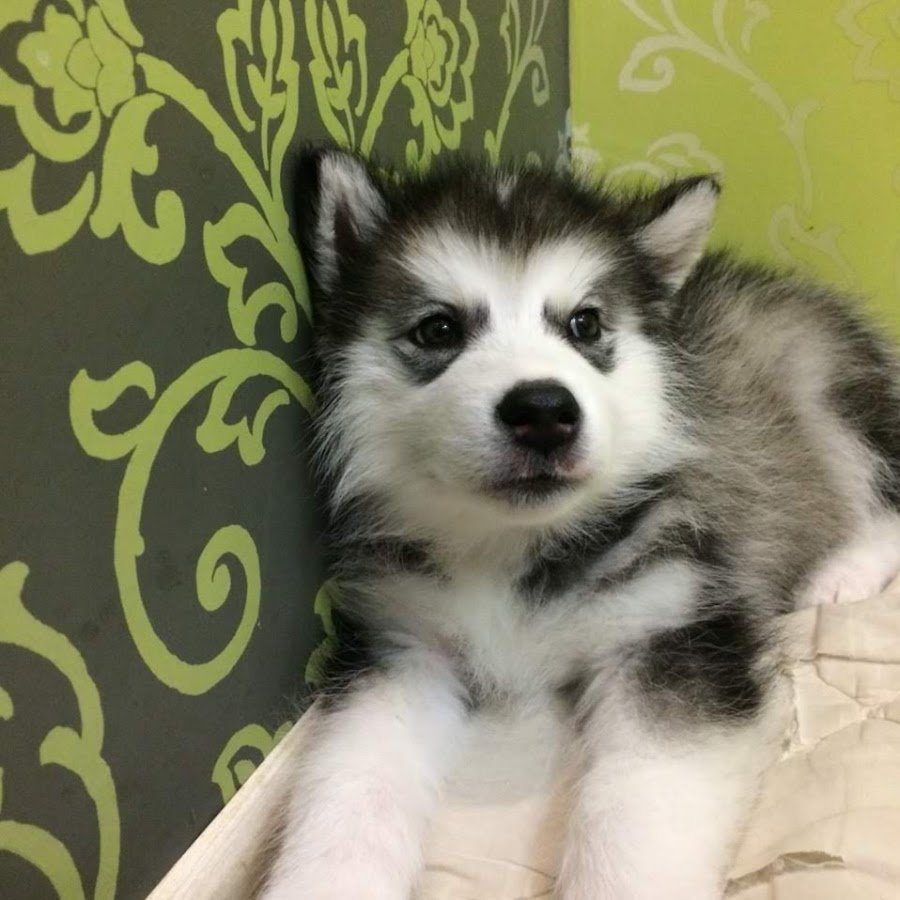 Лайка Аляскинский маламут