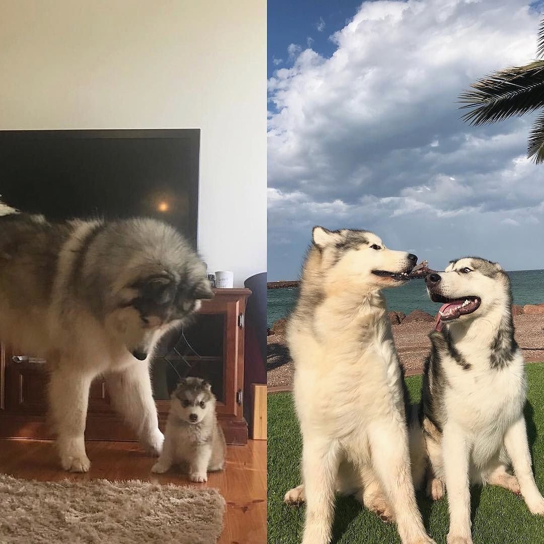 Маламут щенок флаффи