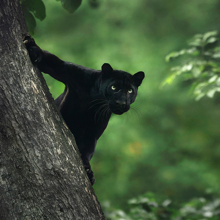 Пума Багира