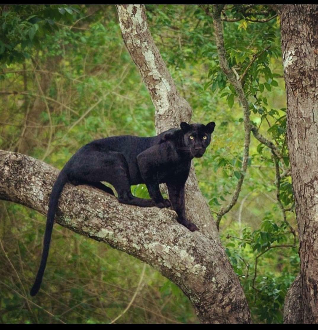 Черный леопард на дереве