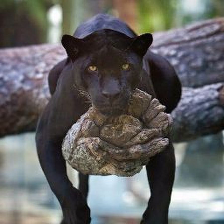 Черная пантера (2011)