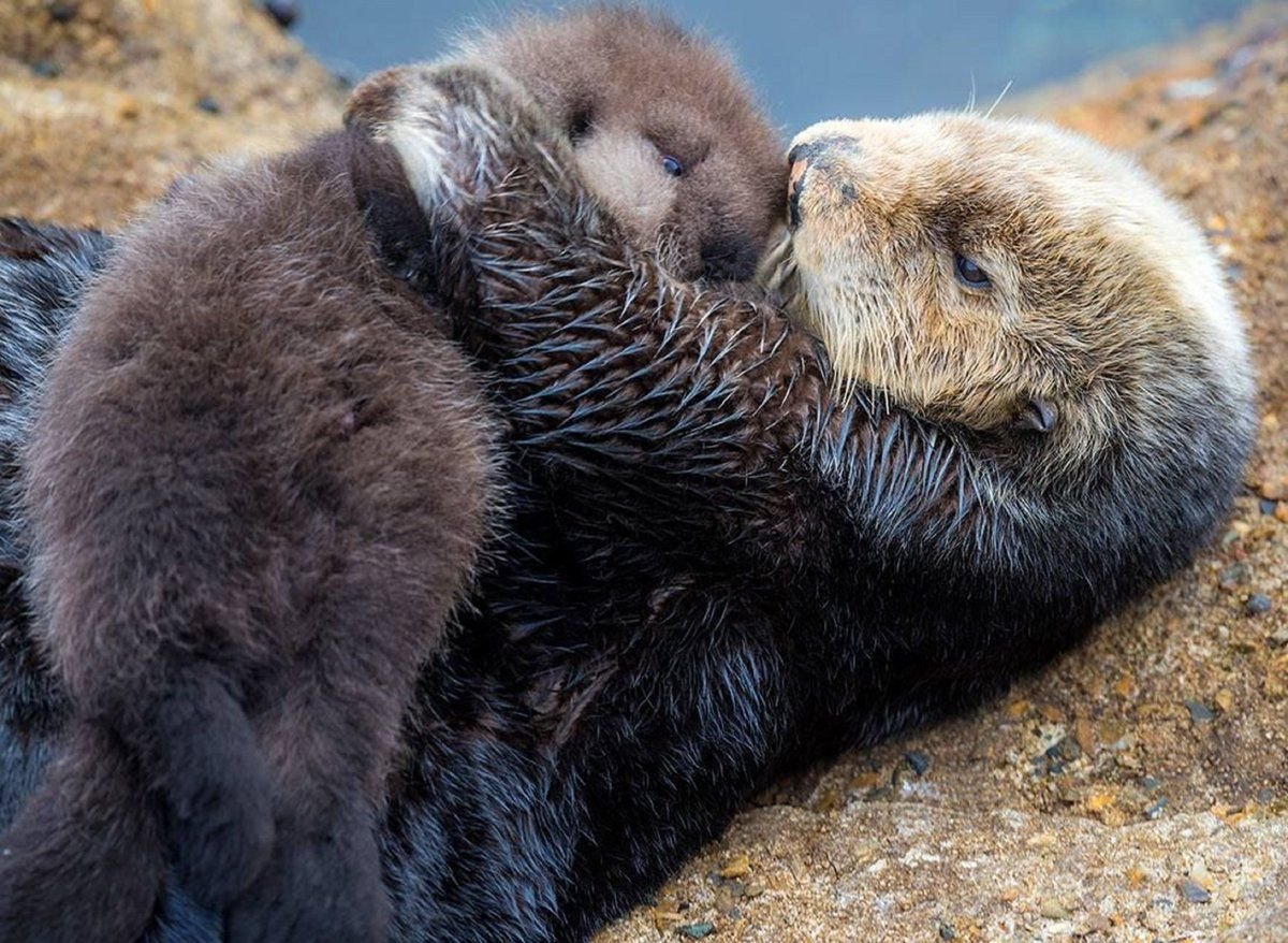 Калан (морская выдра) на суше