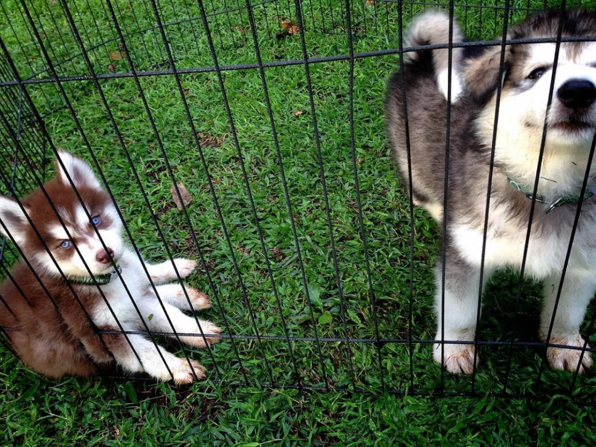 Чистопородные Аляскинские маламуты щенки