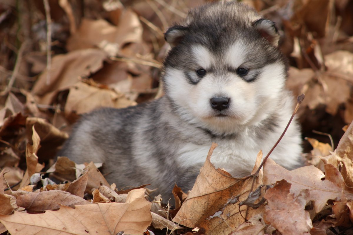 Аляскинский маламут пушистый